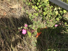 Pavonia lasiopetala