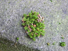 Orthotrichum anomalum