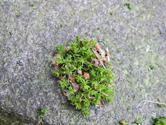 Orthotrichum anomalum