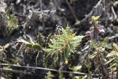 Berkheya barbata