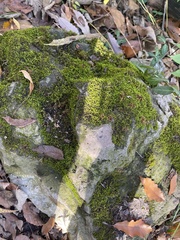 Entodon seductrix
