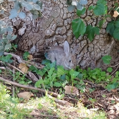 Oryctolagus cuniculus