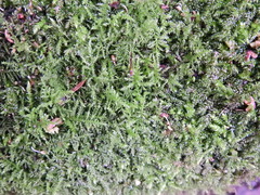 Kindbergia praelonga