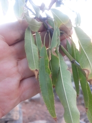 Prunus amygdalus