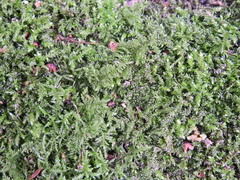 Kindbergia praelonga