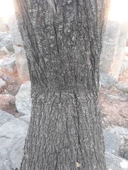 Prunus amygdalus
