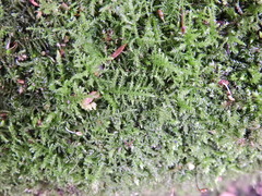 Kindbergia praelonga