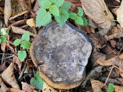 Cyanoboletus pulverulentus