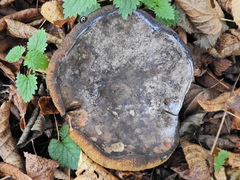 Cyanoboletus pulverulentus
