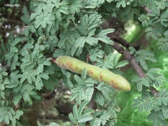 Vachellia schaffneri
