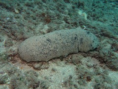 Holothuria whitmaei