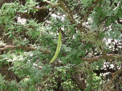 Vachellia schaffneri