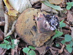 Cyanoboletus pulverulentus