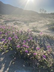 Abronia villosa villosa