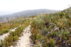 Osteospermum junceum