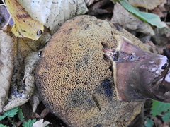 Cyanoboletus pulverulentus