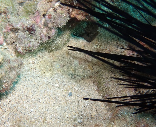 Samariscus triocellatus observed 2022-10-30