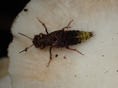 Ontholestes cingulatus