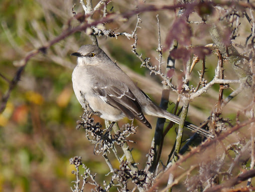 Northern Mockingbird from Eastern Shore of Virginia National Wildlife ...