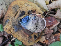 Cyanoboletus pulverulentus