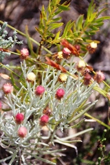 Syncarpha gnaphaloides