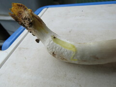 Agaricus deardorffensis