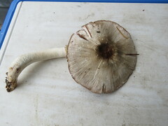 Agaricus deardorffensis