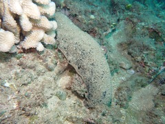 Holothuria whitmaei