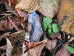 Cyanoboletus pulverulentus