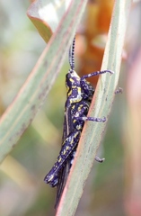Pyrgomorphidae