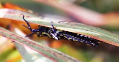 Pyrgomorphidae