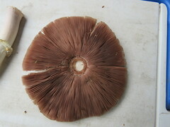 Agaricus deardorffensis