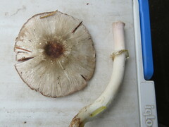 Agaricus deardorffensis