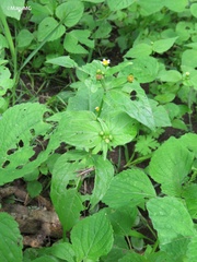 Galinsoga quadriradiata