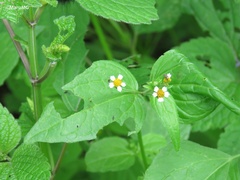 Galinsoga quadriradiata