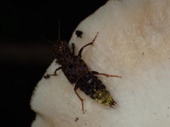 Ontholestes cingulatus