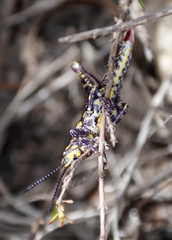 Pyrgomorphidae