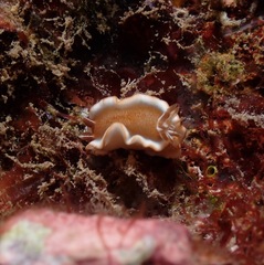 Glossodoris rufomarginata