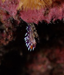 Coryphellina exoptata