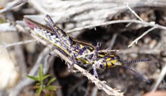 Pyrgomorphidae