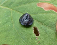 Cyrtonota
