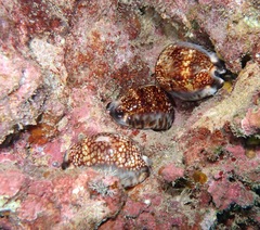 Mauritia maculifera