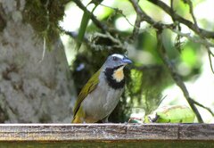 Saltator maximus