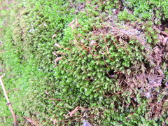 Mnium hornum