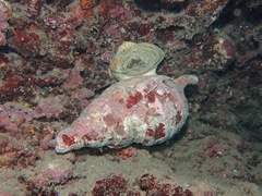 Charonia tritonis