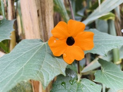 Thunbergia alata