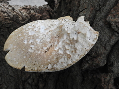 Pleurotus dryinus