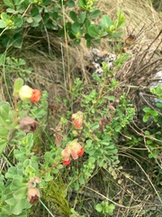 Hermannia ternifolia