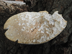 Pleurotus dryinus