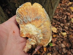 Pleurotus dryinus